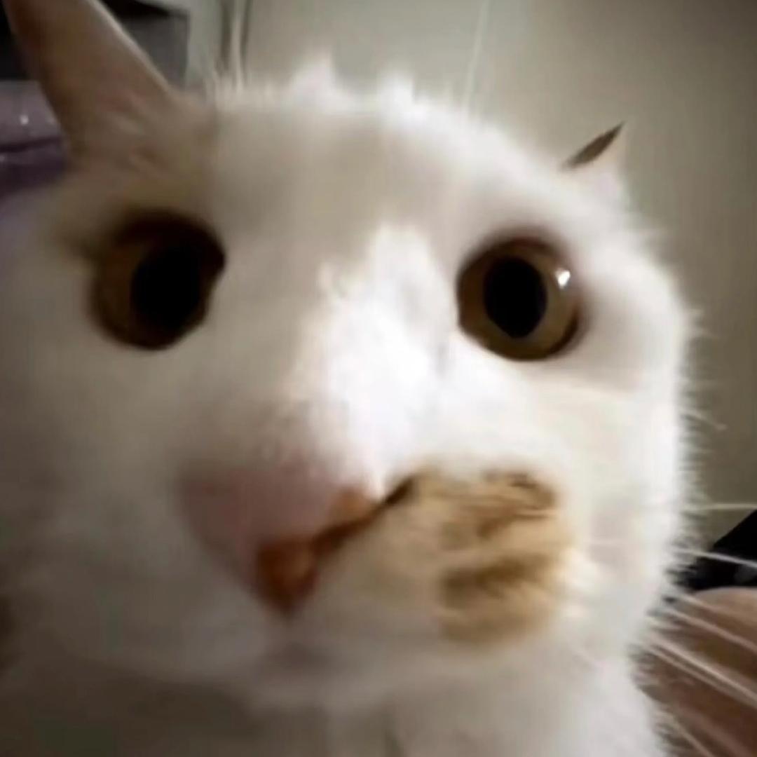 小猫拉屎导致小狗营养过剩