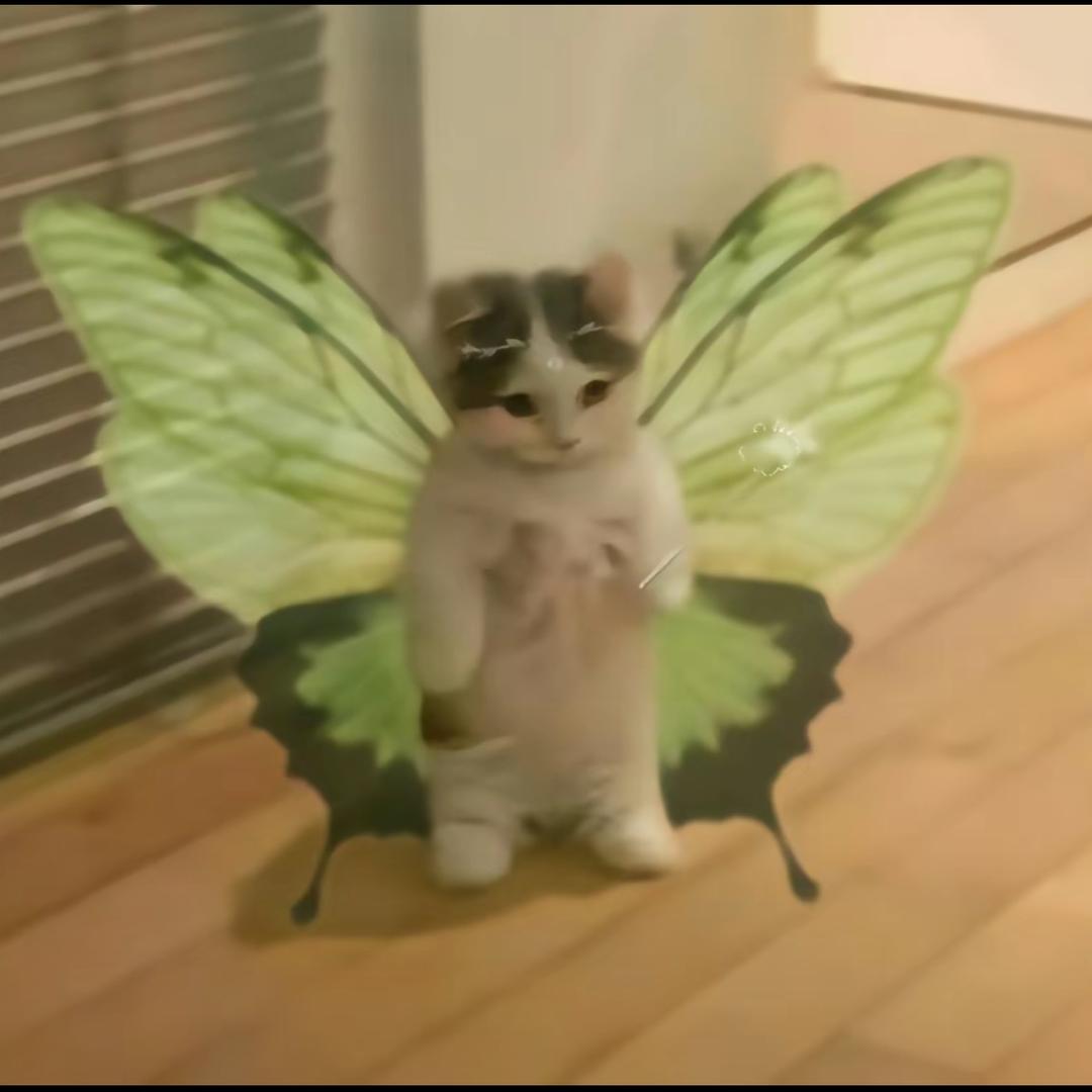 YoLo🦋