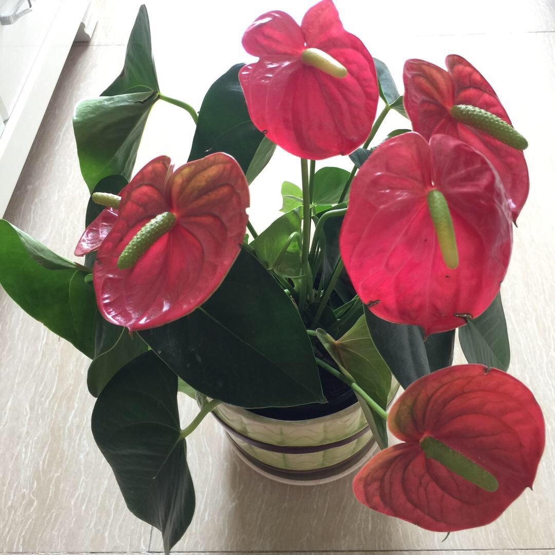 一花🌹一世界
