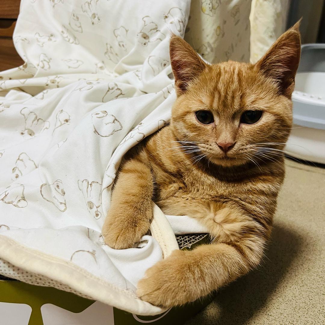 一只不聪明的猫