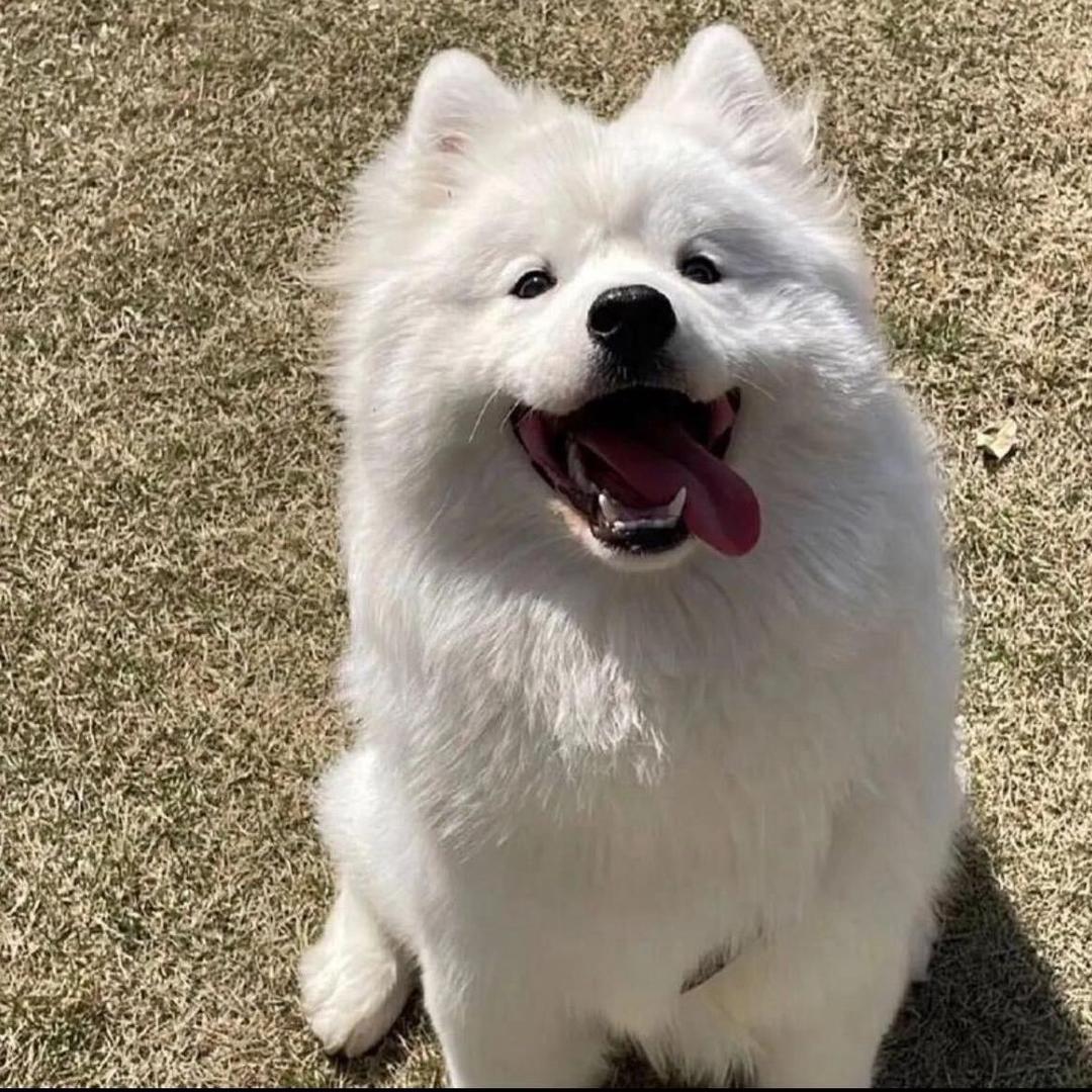 杰哈哈