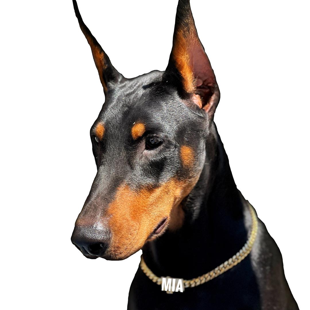 杜宾犬米娅