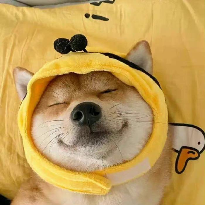 骑着小猪追宝马
