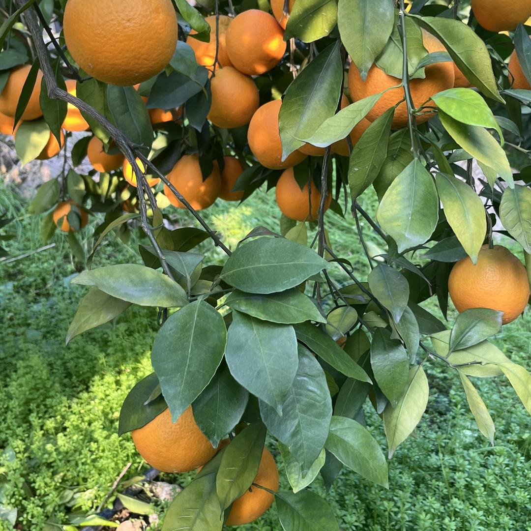铁柱家的橙子