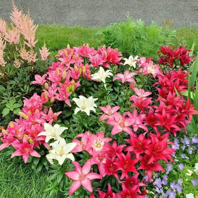 花卉绿植盆景