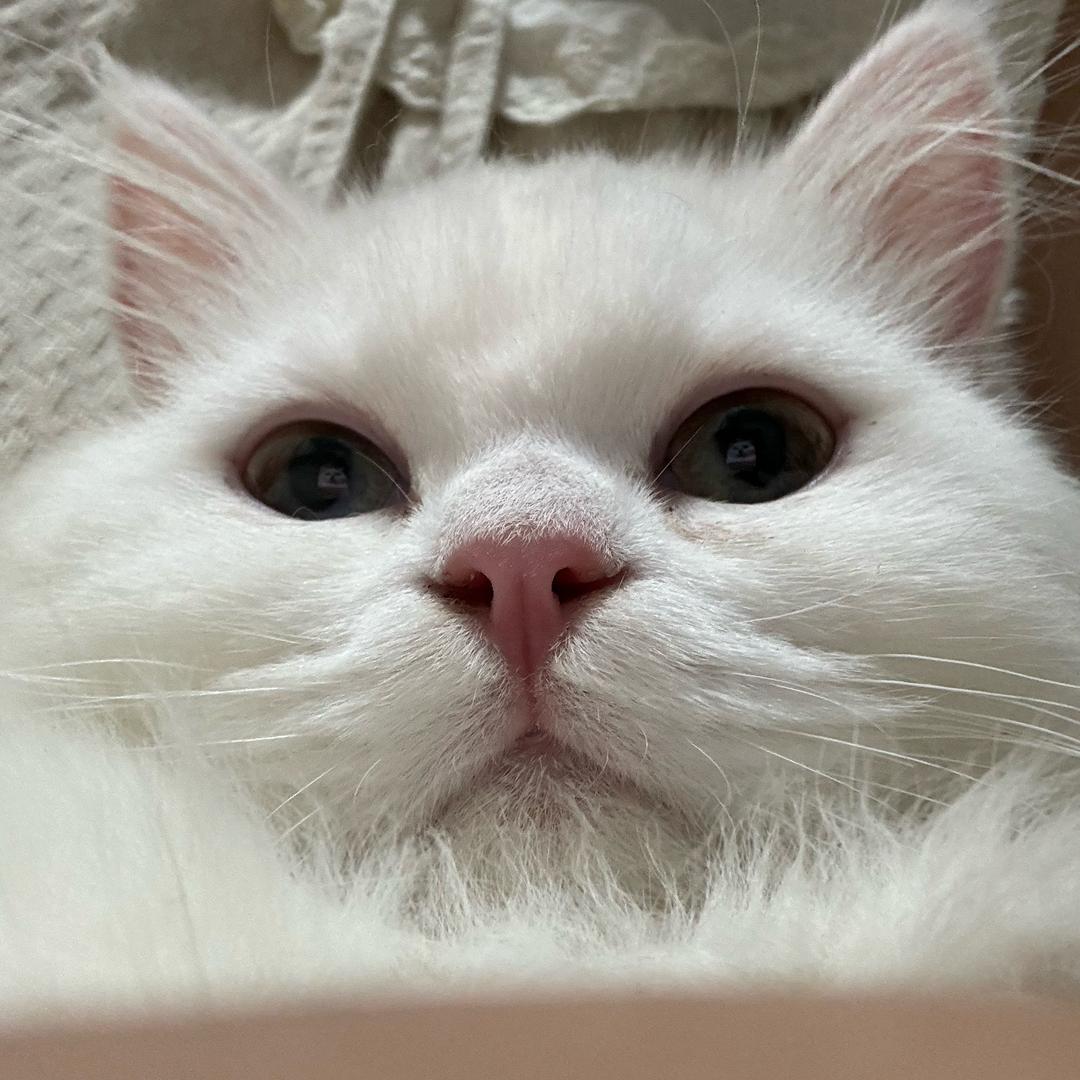 白又白