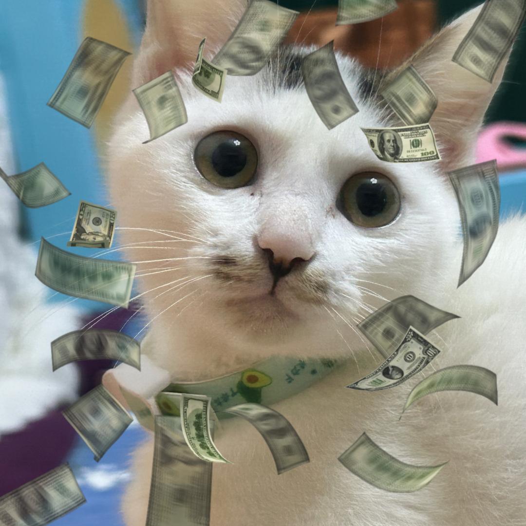 二条是只招财🐱