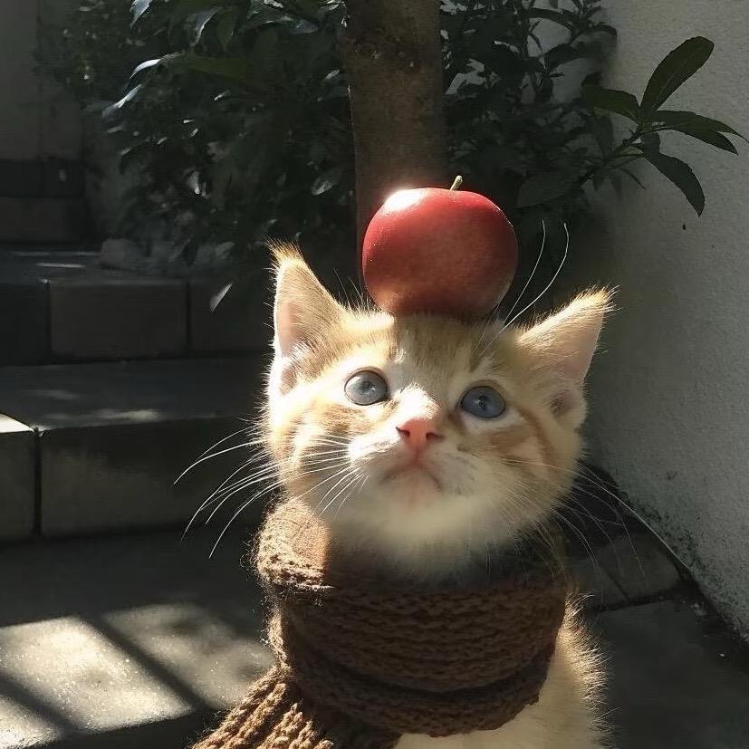 香菜葱