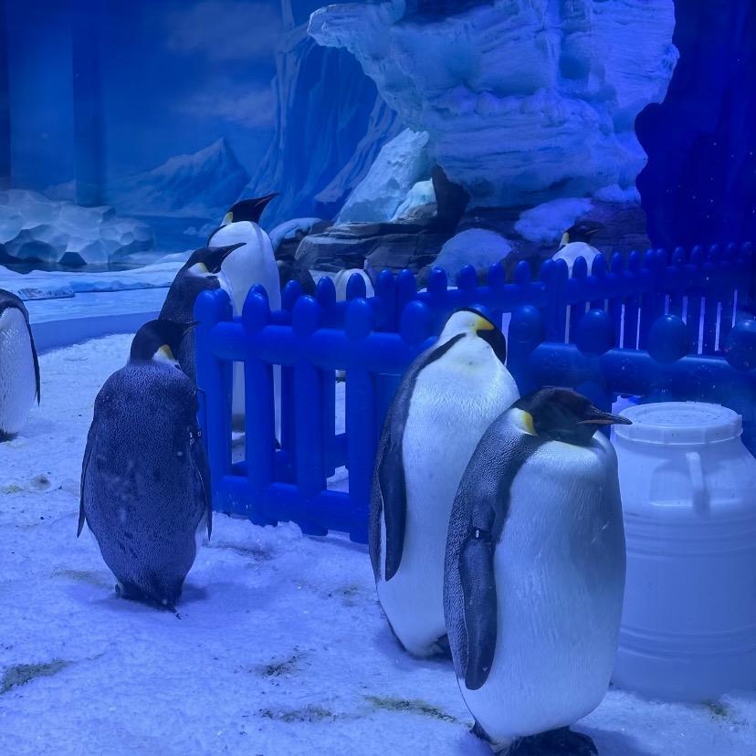 精致少女妈-带你玩转全国