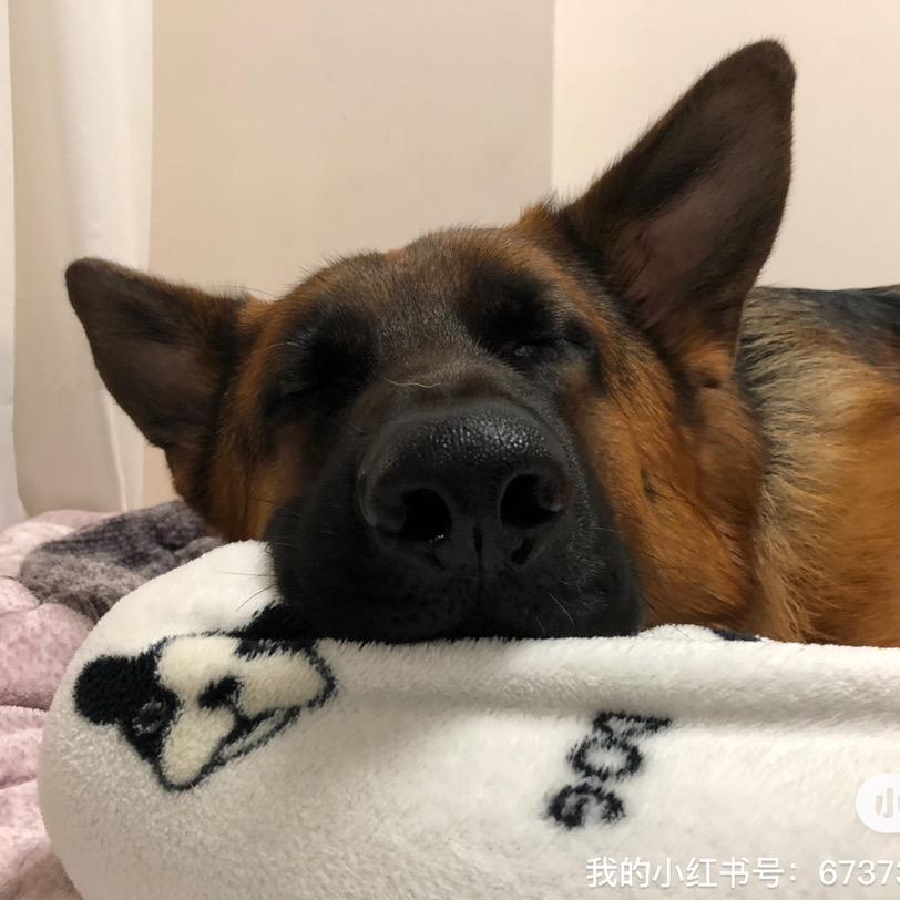 爱撒娇的图图