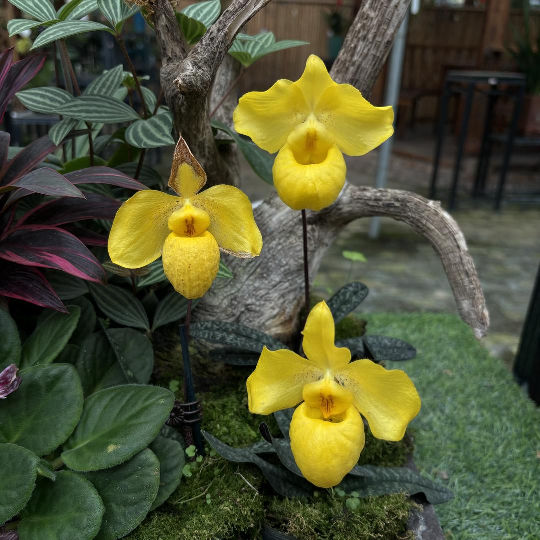 花间行者