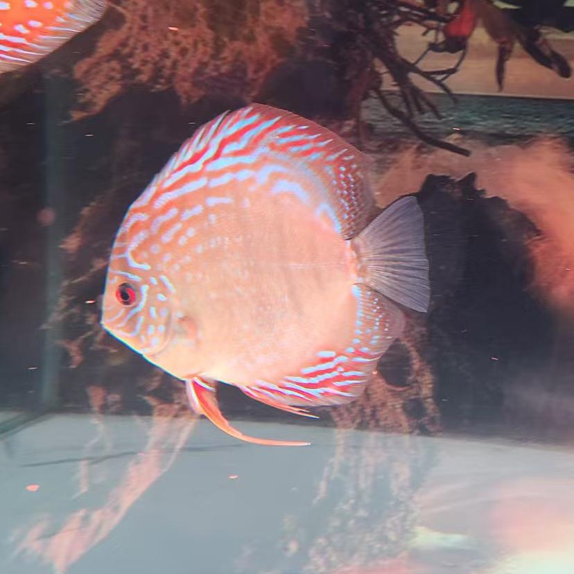 躺不平卷不动