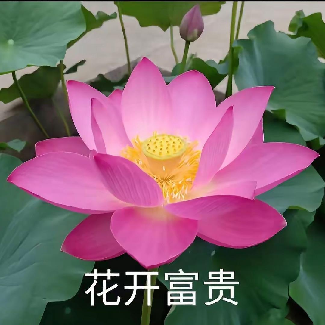 花开富贵 .