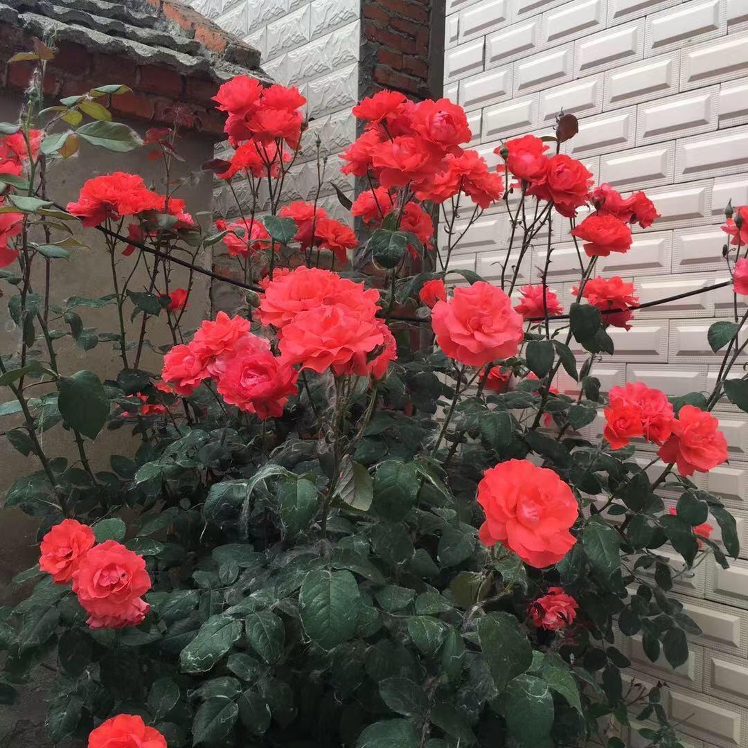 幸福家庭🌹