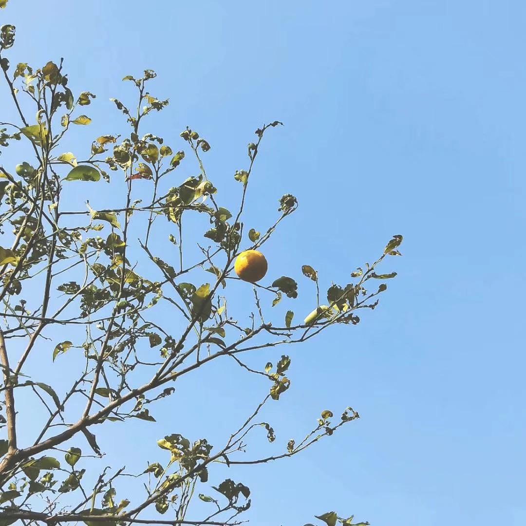西瓜瓜