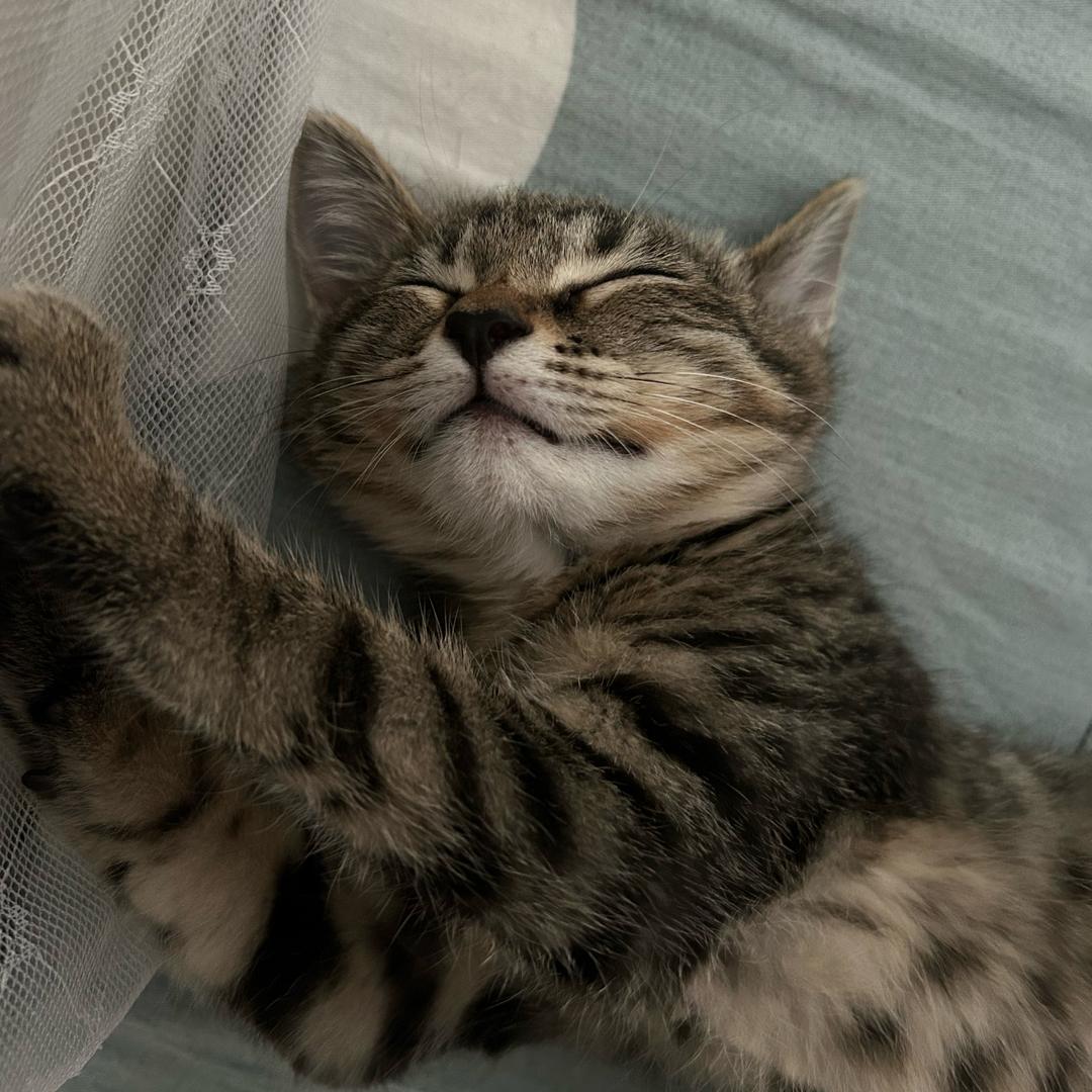 咪咪呀～🐾🐾