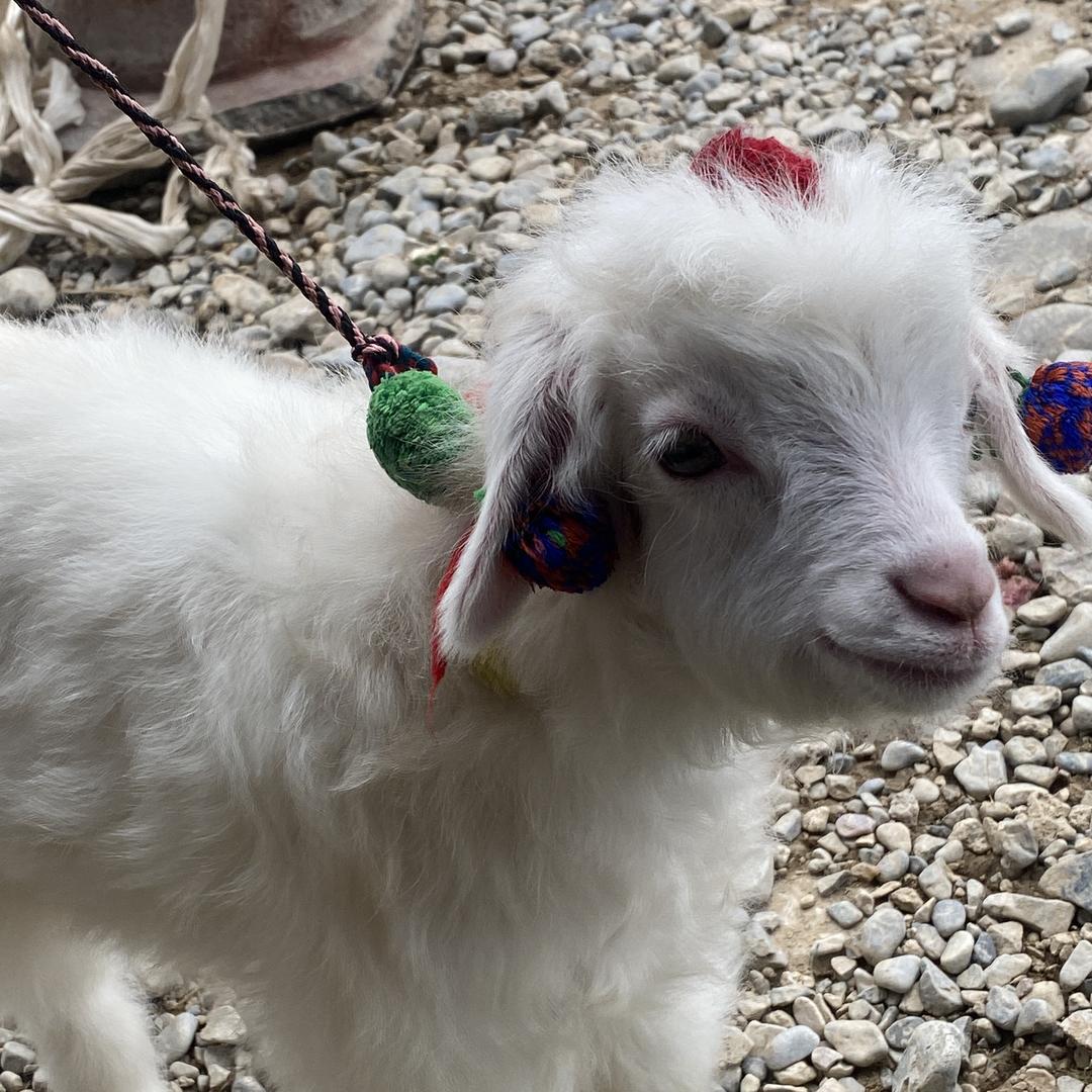 一只羊挑优质好货
