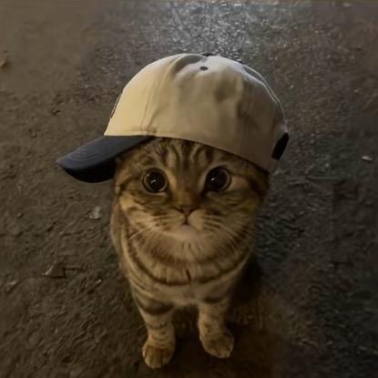 懒猫 ✰‧ ₊˚ 🐈‍⬛