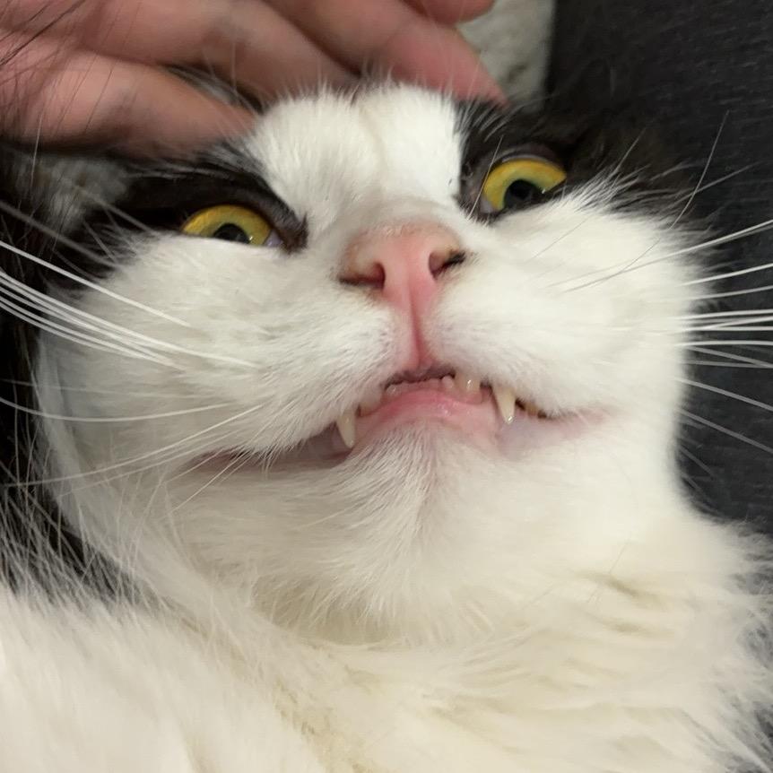 飞行大长猫