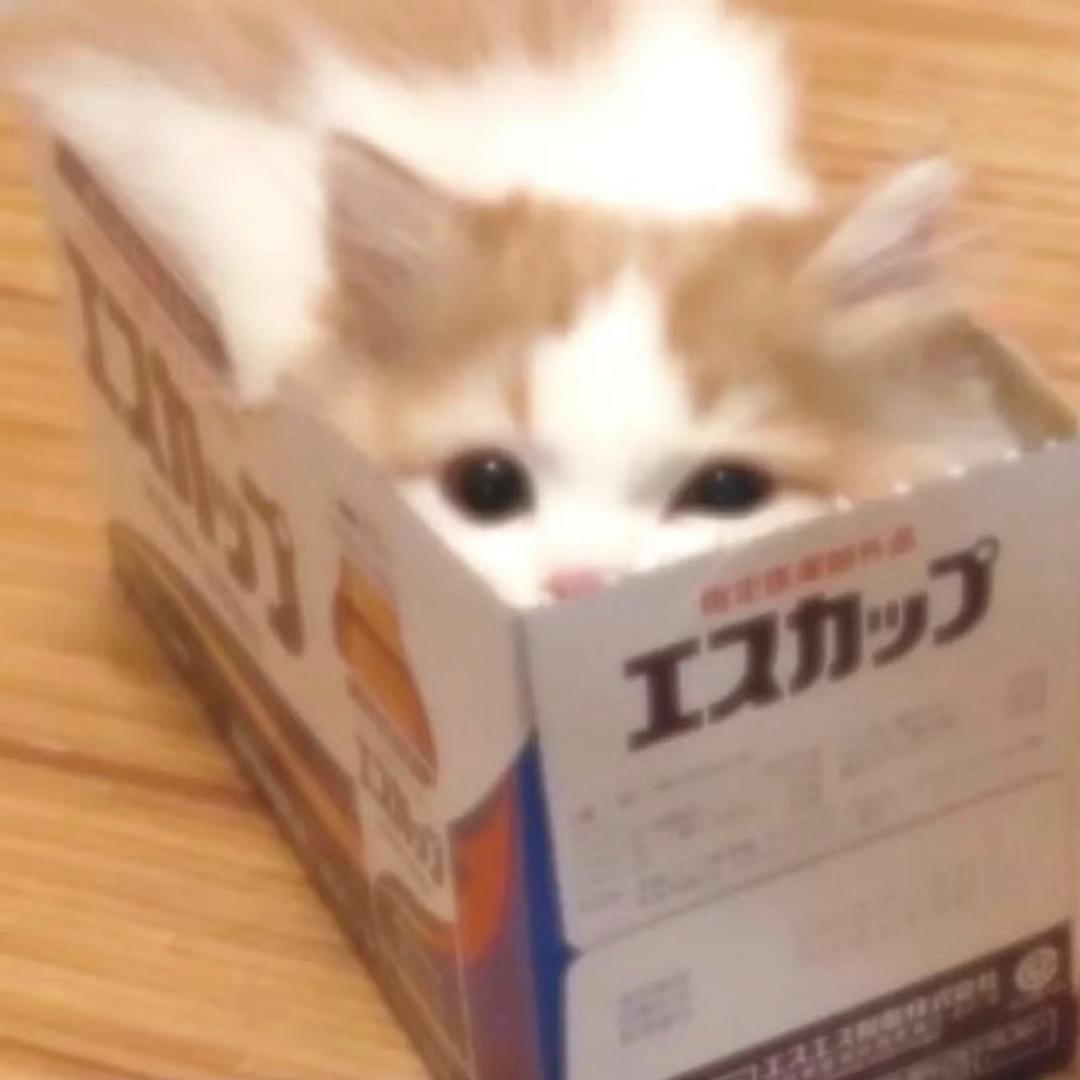 纯爱猫猫🐱