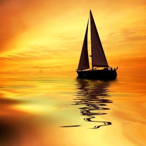 会跳迪斯科的猪