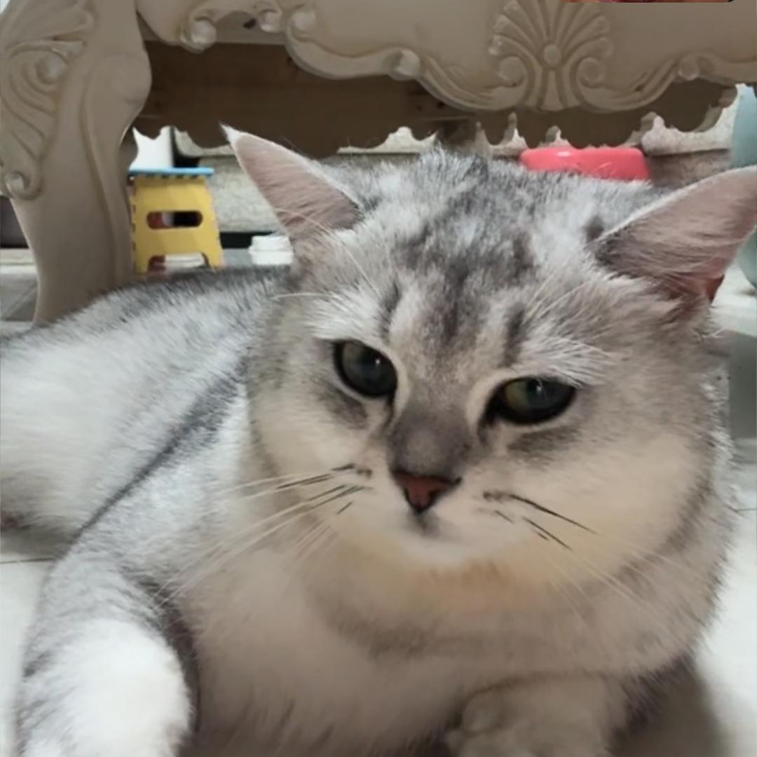 邪恶银渐层大战古风元元边打边表演流泪