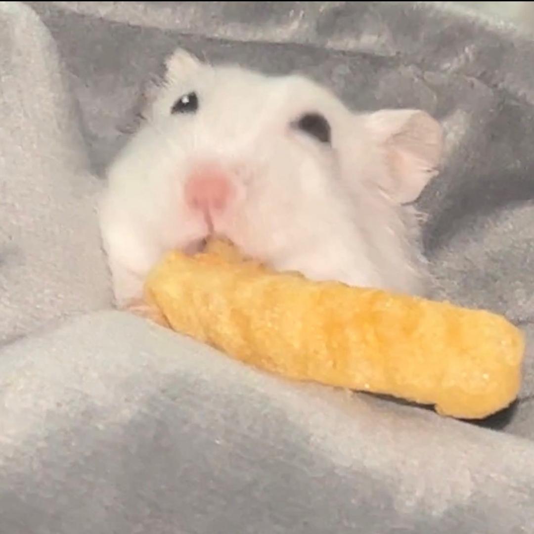 普通🐹