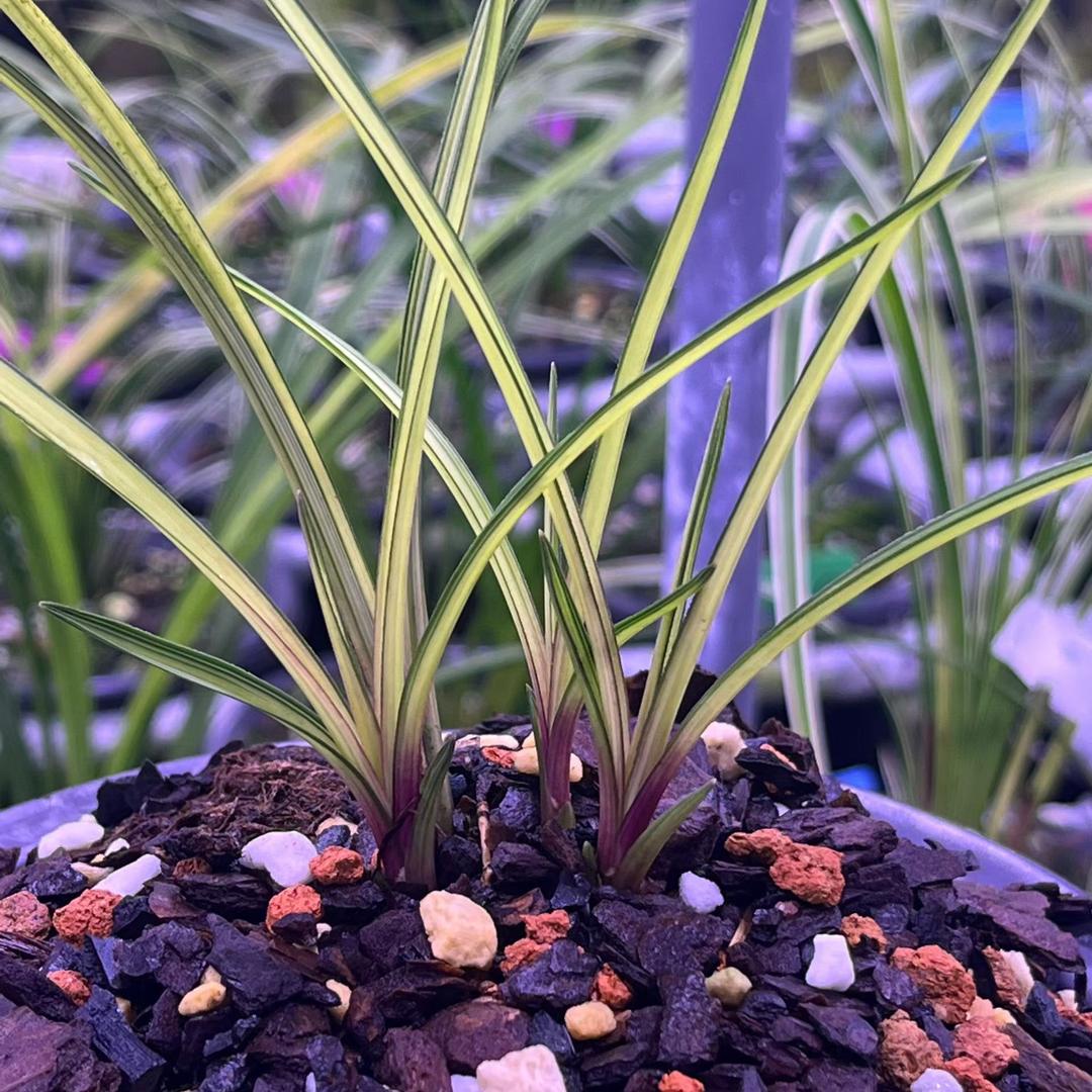 南靖杨智斌兰园