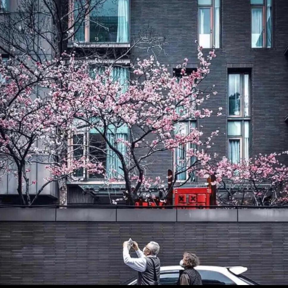 没有樱花的春天