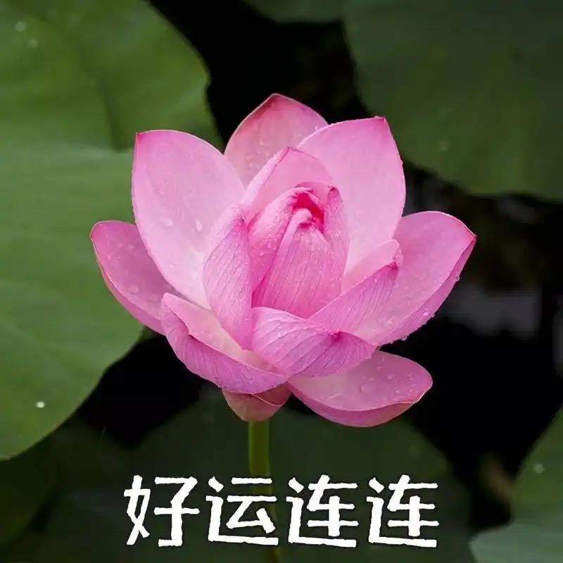好运连连
