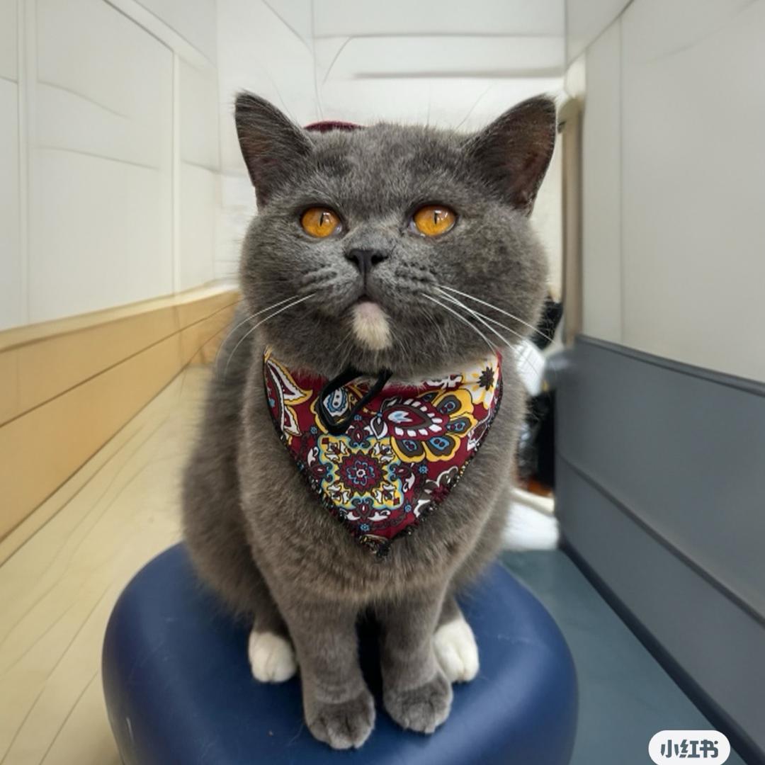 来自喵星界的臭宝