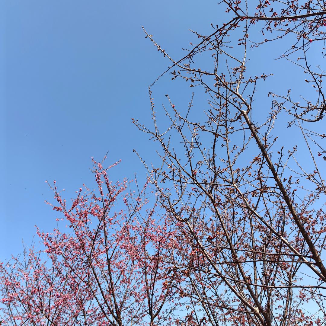 清淡