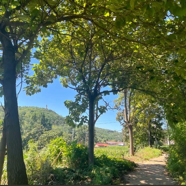 中缅大山日记
