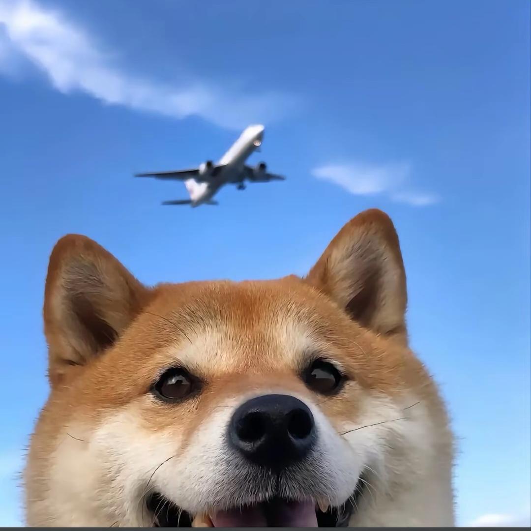🐻大靓仔