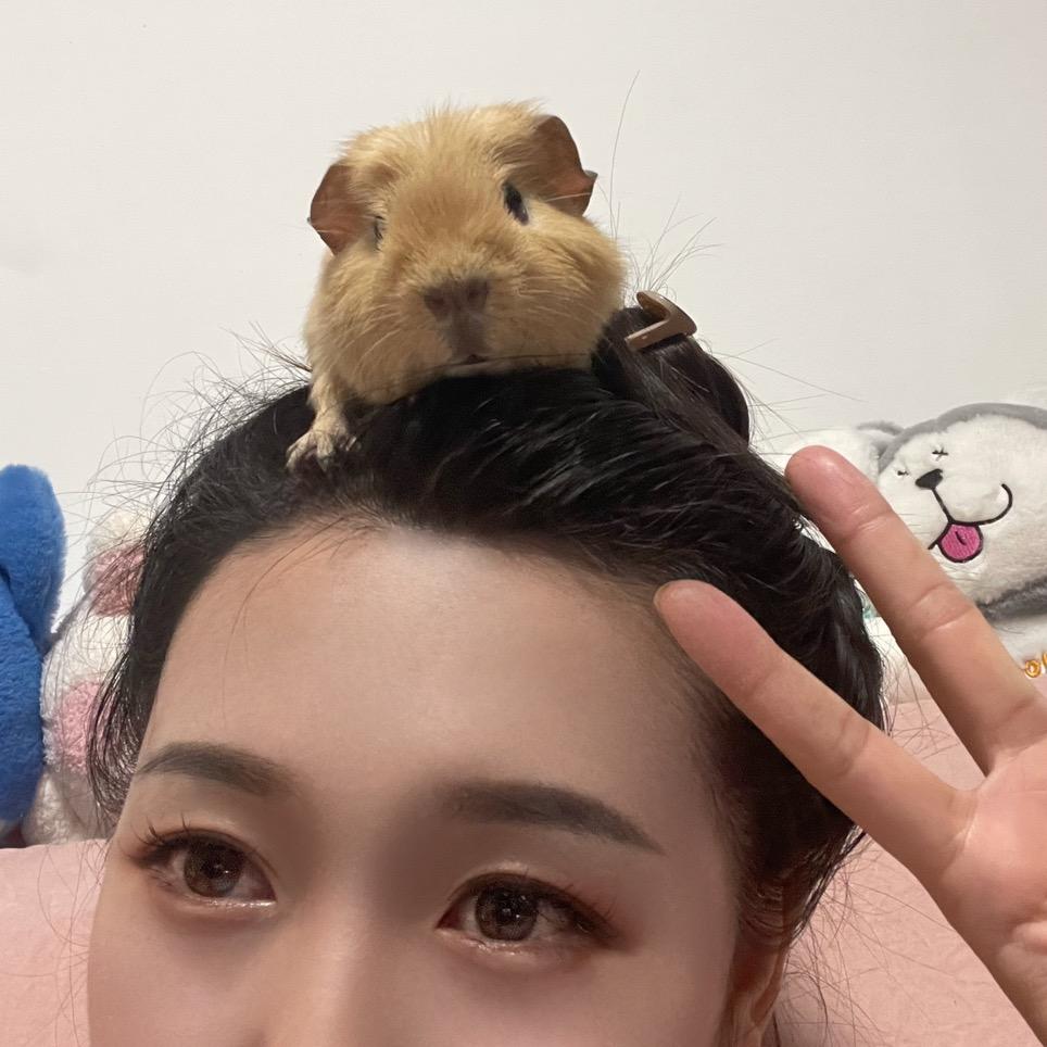 炫儿是只荷兰猪