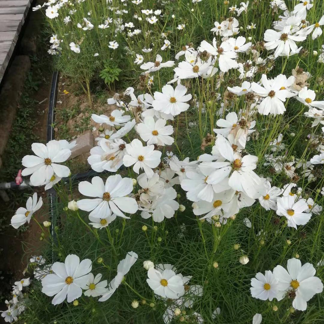 芝芝