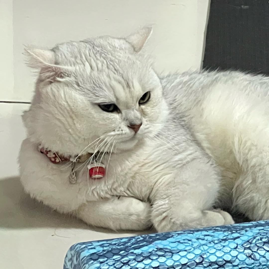 来得及still young