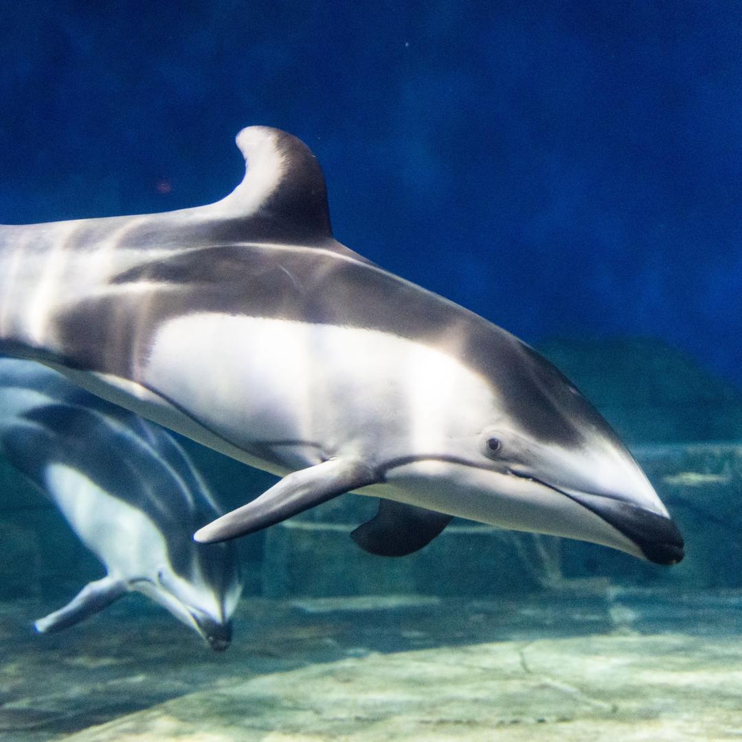 重庆汉海海洋公园（浪哥）