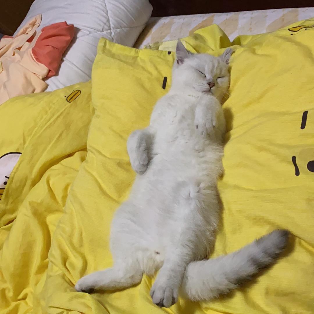 二 哥