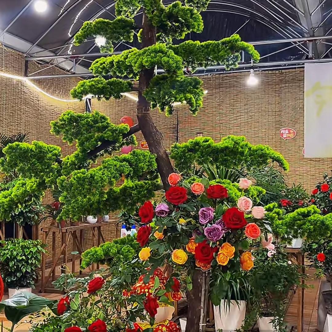 北美冬青源头基地