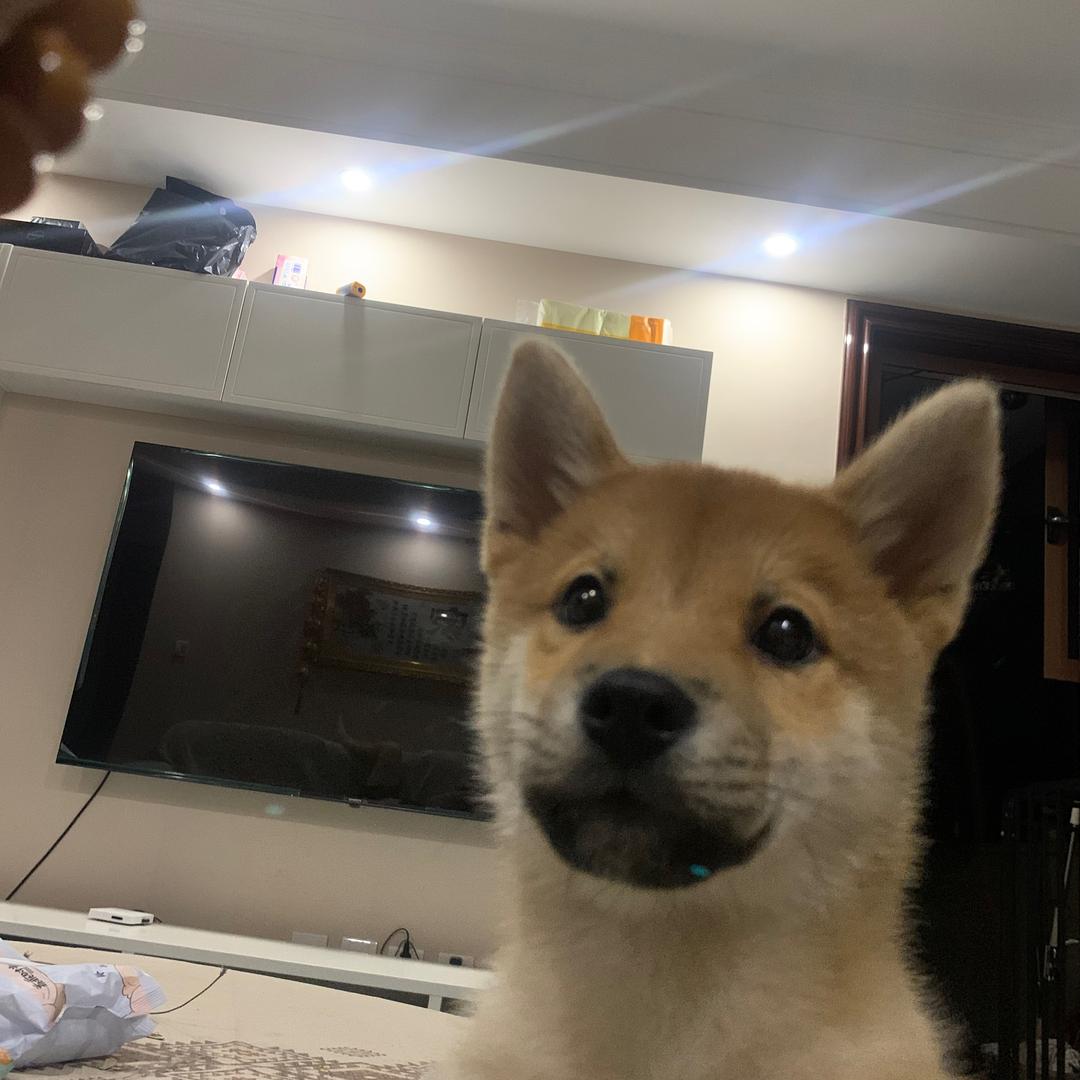 会倒立的地瓜