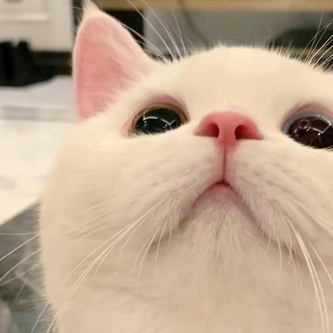 崽崽