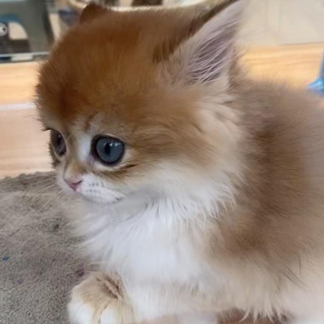 🐱
