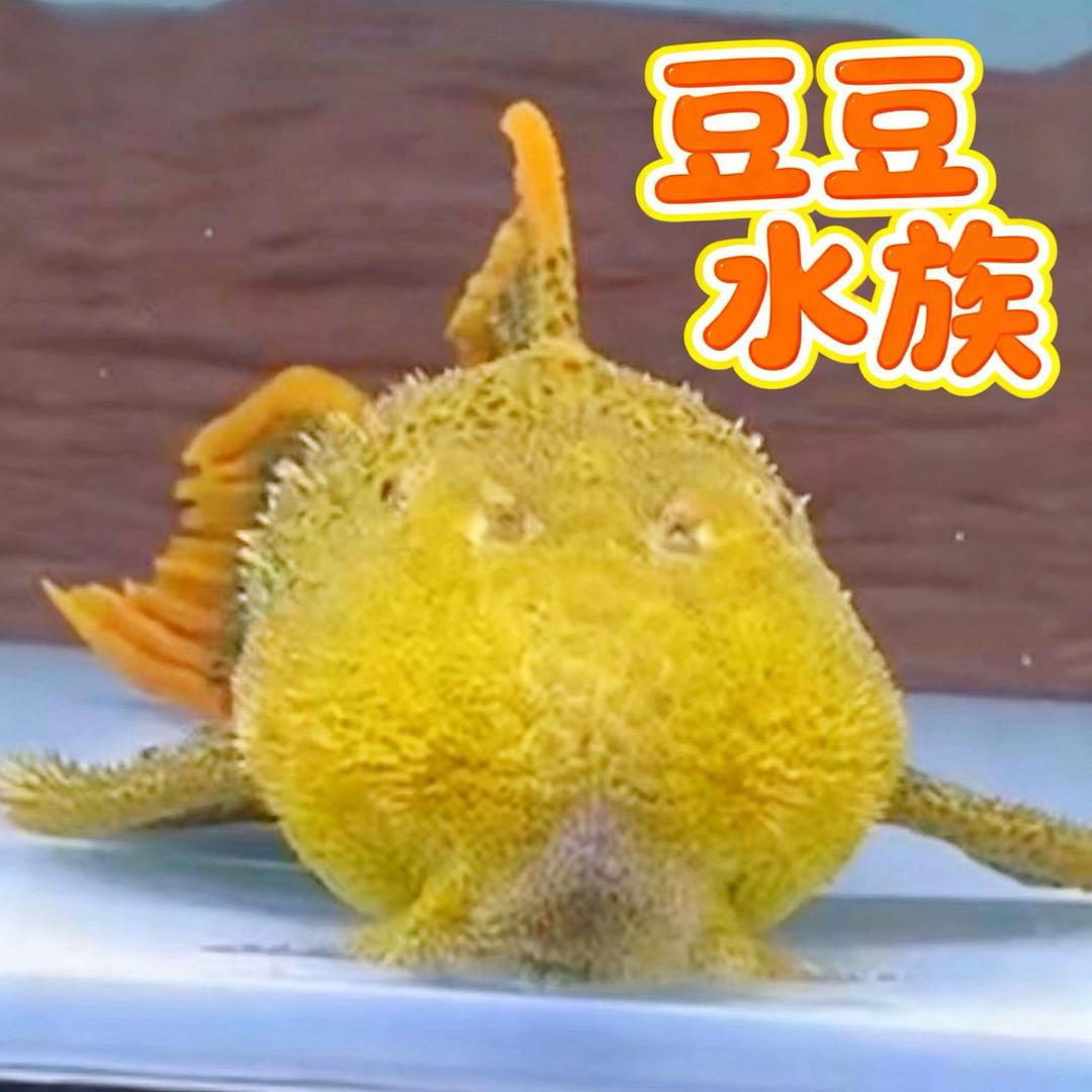 豆豆水族馆(异型鱼)