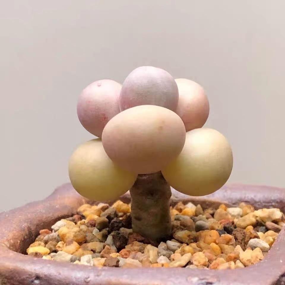 绿公主多肉