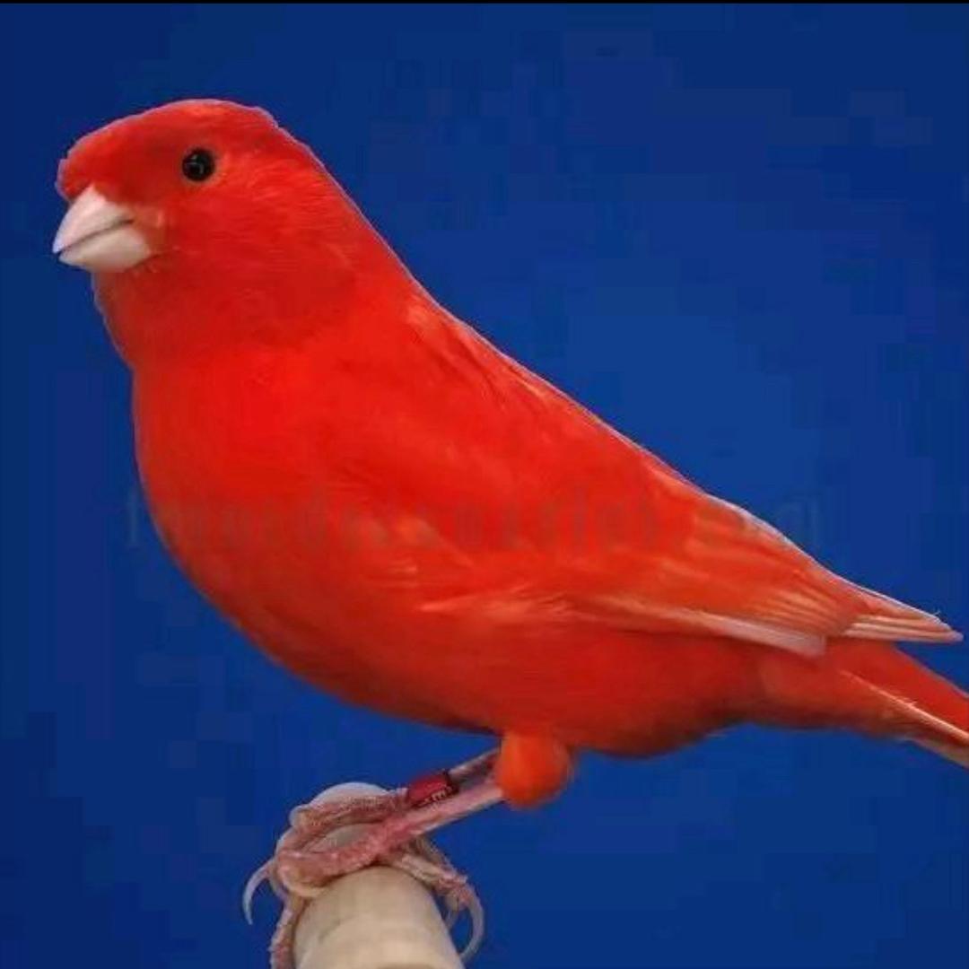 精选健康芙蓉鸟