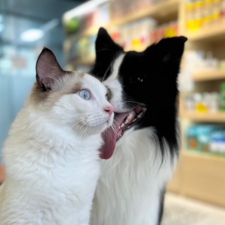 边牧闪电和猫咪们的幸福生活
