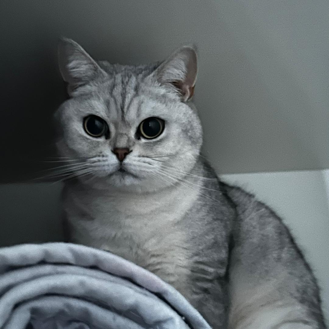 炮炮