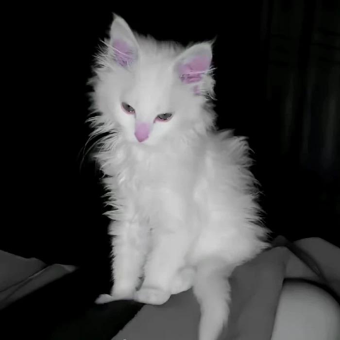 kahaococo