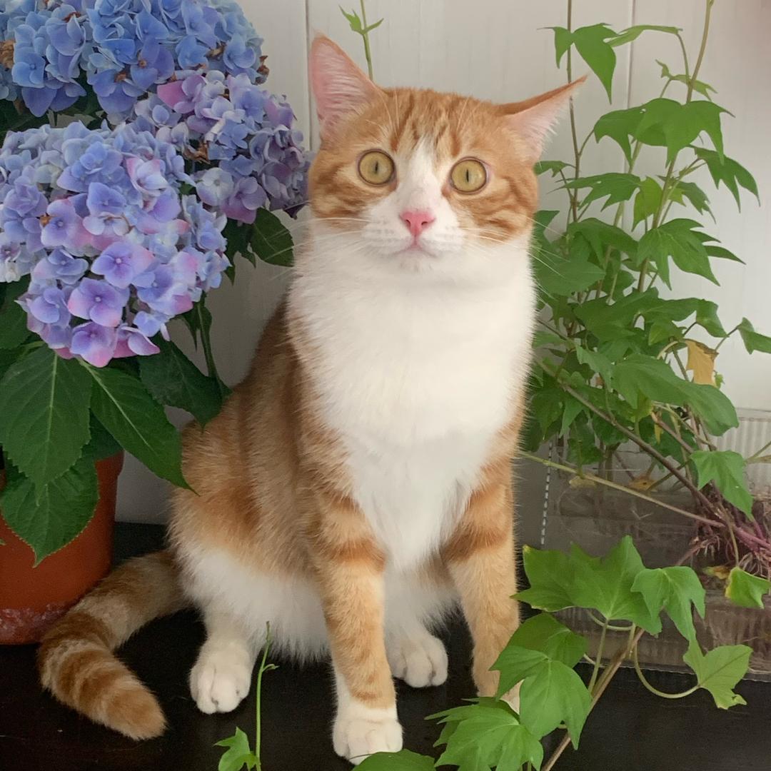 噜噜是橘猫
